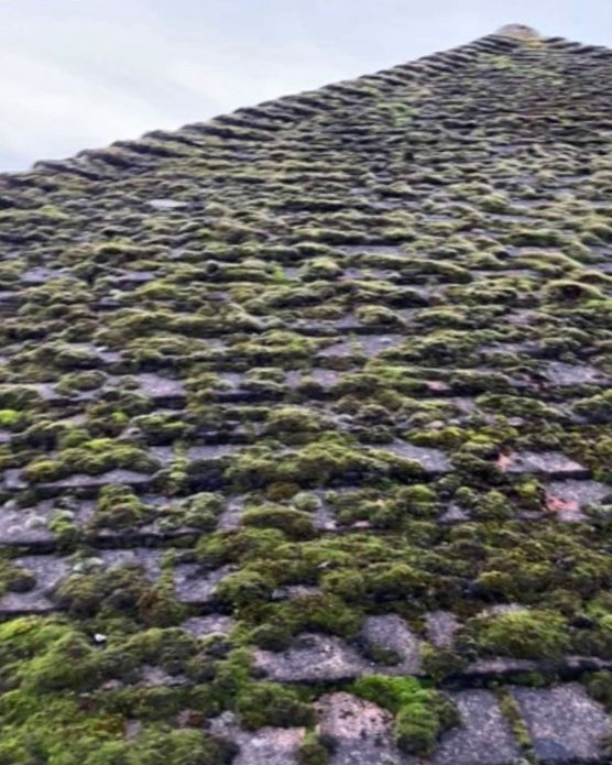 Concrete tiled roof slope thick with green moss up to the ridge